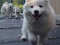 pups-6