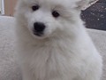 pups-8