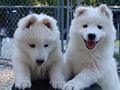 pups-4