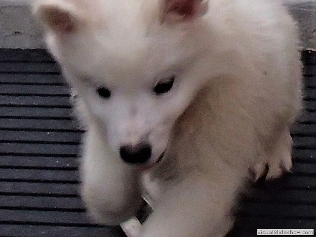 pups-4