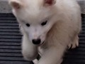 pups-4