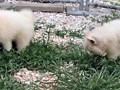 pups-5