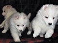 pups-3