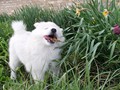 girl-chomp-flowers