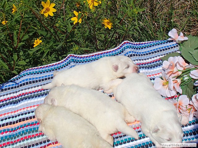 pups-3