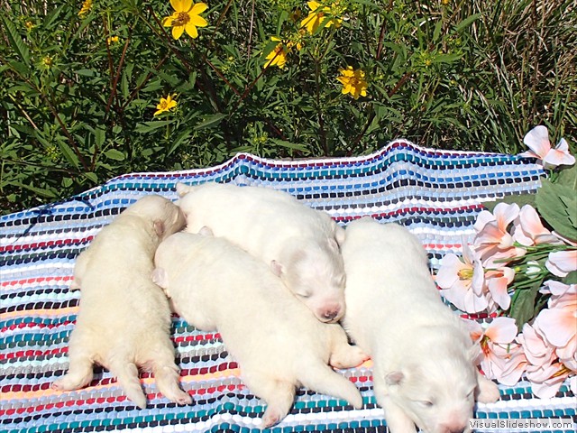 pups-4