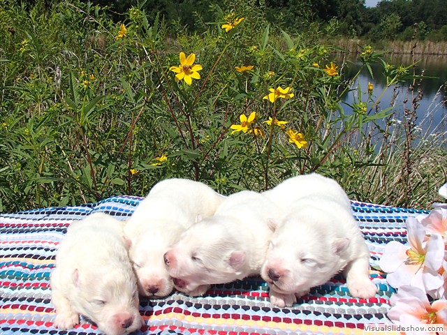 pups-5