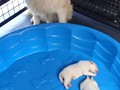 pups-12