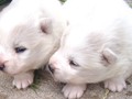 pups-3