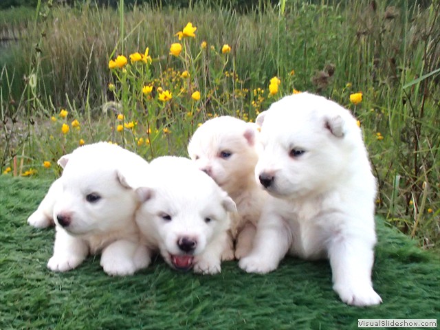 pups-2