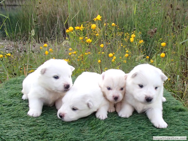 pups-3