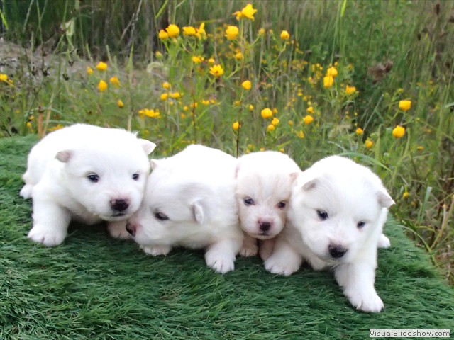 pups-4