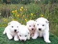 pups-1