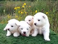 pups-2