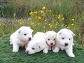 pups-3
