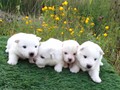 pups-4