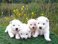 pups-5