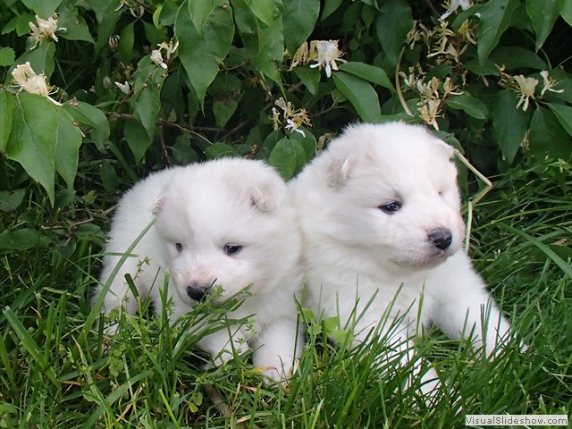 pups-2