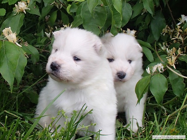 pups-3