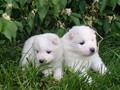 pups-2