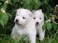 pups-3