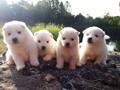 pups-1