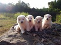 pups-2