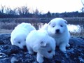 pups-1