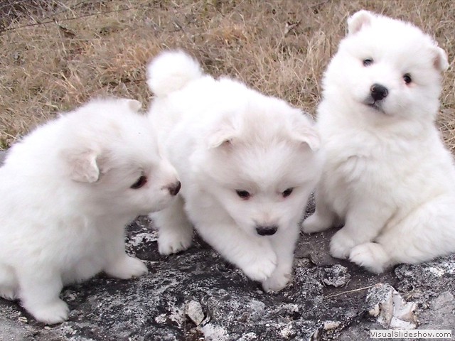 pups-1