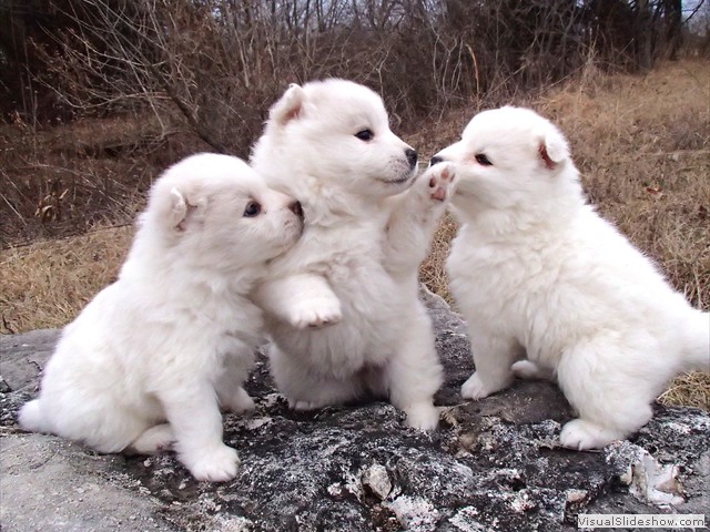 pups-2