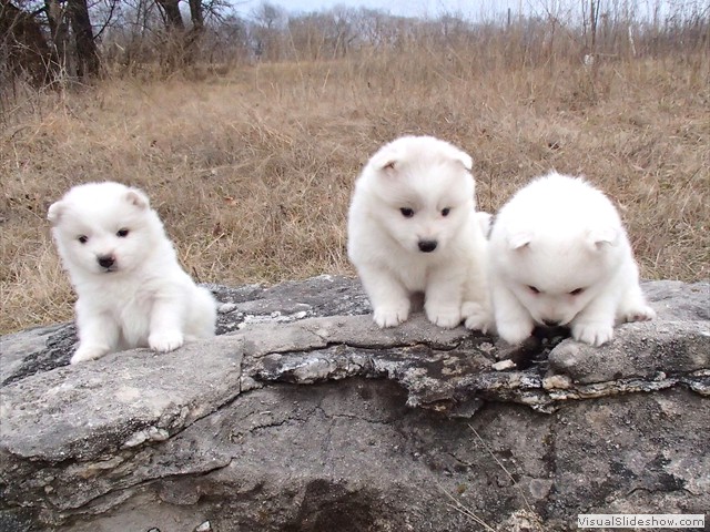 pups-3