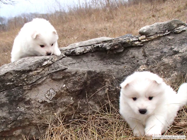 pups-4