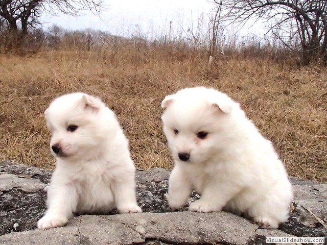 pups-5