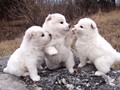 pups-2