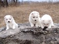 pups-3