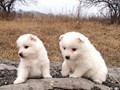 pups-5