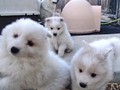 pups-3