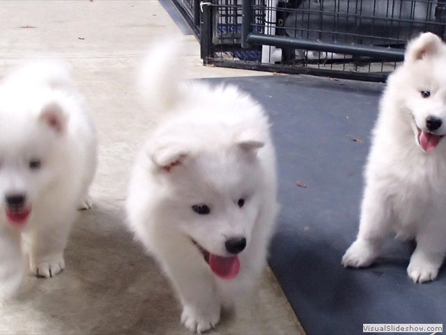 pups-2