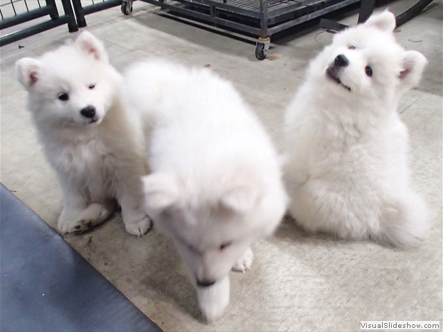 pups-3