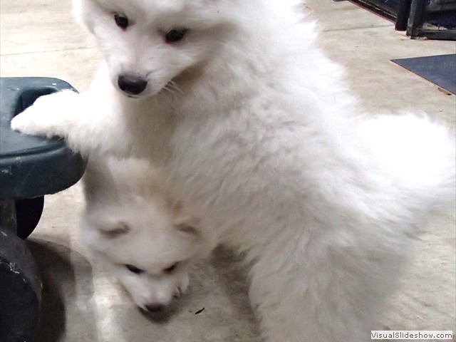 pups-4