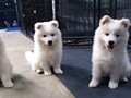 girl2-girl1-boy