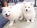 pups-1