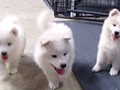 pups-2