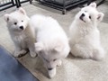pups-3