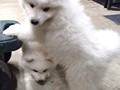 pups-4