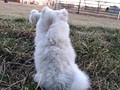 pups-3