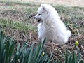 pups-5