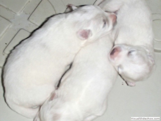 pups-1