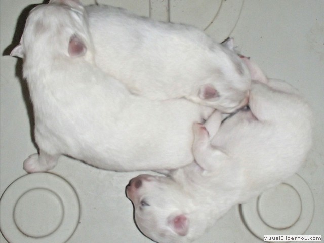 pups-2