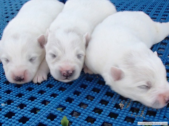 pups-3